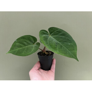 Anthurium dressleri KoS x Cvep M
