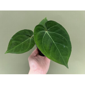 Anthurium dressleri KoS x Cvep M