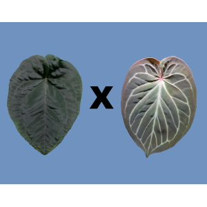 Anthurium dressleri KoS x Cvep M