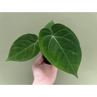 Anthurium dressleri KoS x Cvep M