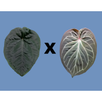 Anthurium dressleri KoS x Cvep M