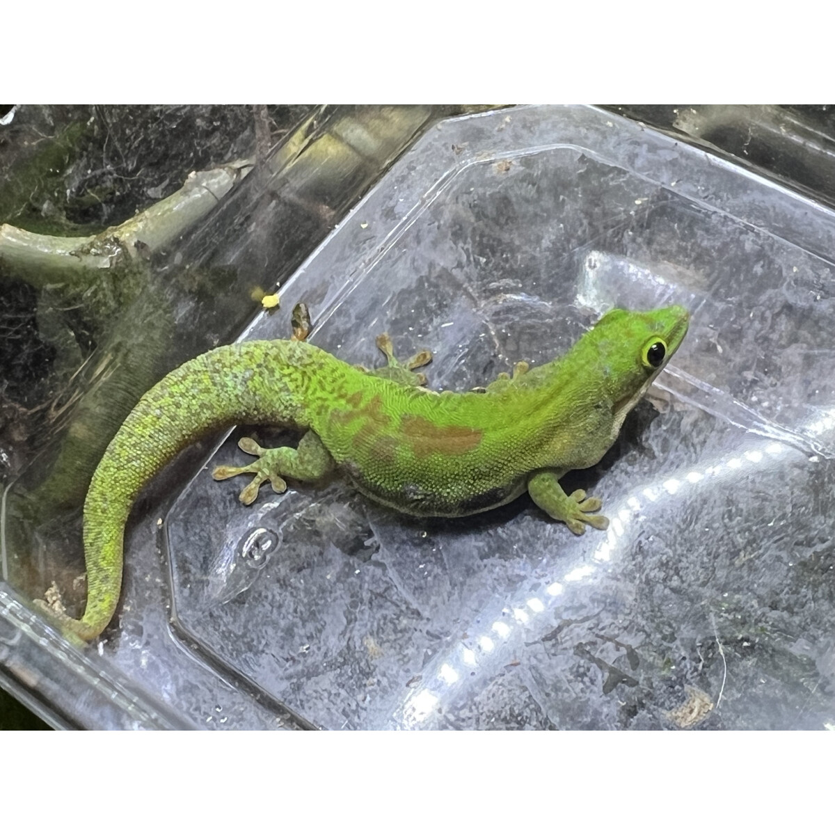 Phelsuma lineata bombetokensis Pärchen