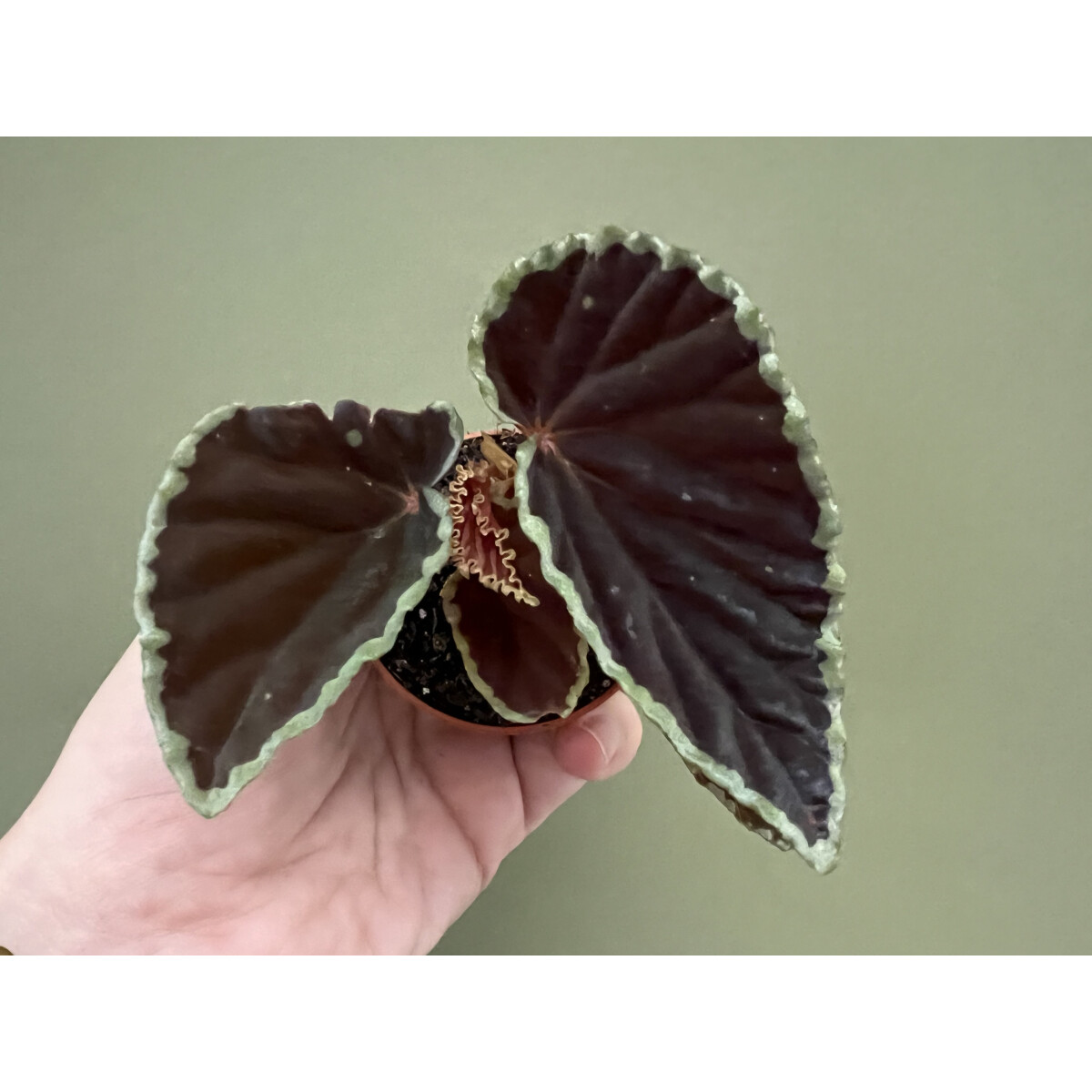 Begonia darthvaderiana Green Spots box