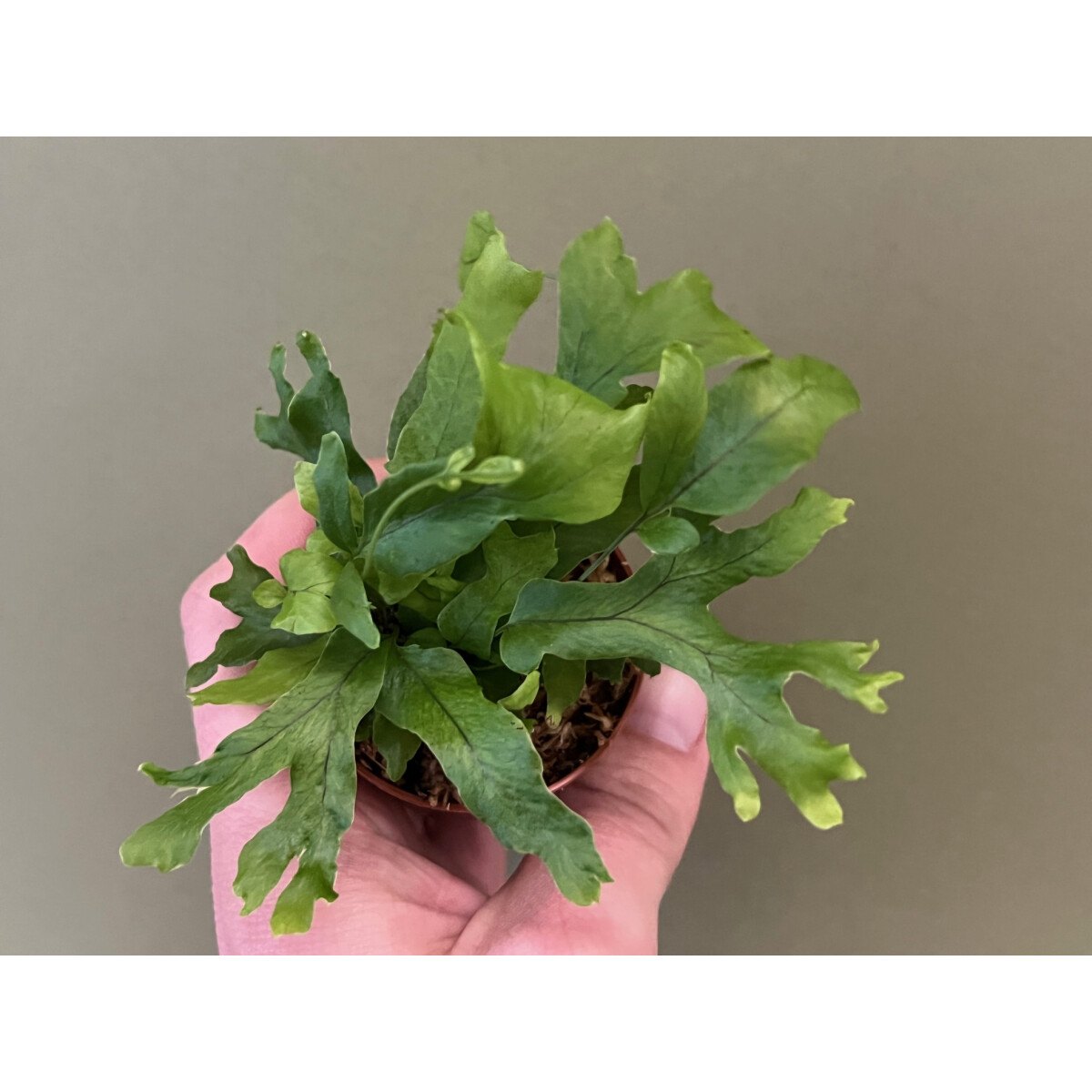 Polypodium fallax box