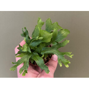 Polypodium fallax