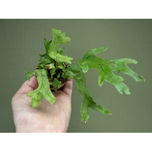 Polypodium fallax