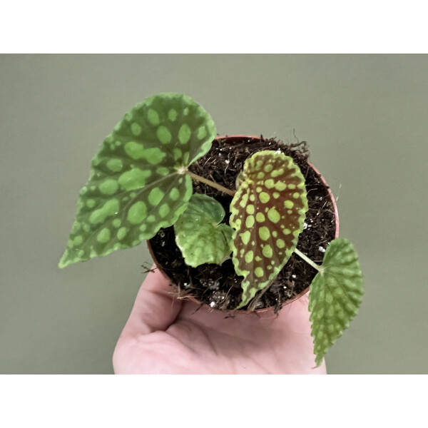 Begonia chlorosticta