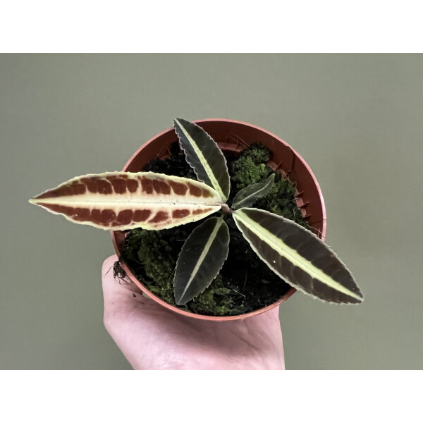 Labisia spec. Jambi Sumatra