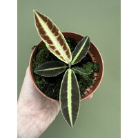 Labisia spec. Jambi Sumatra