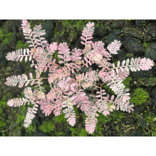 Phyllanthus urinaria 'Pink Variegata' ist eine seltene, kompakt