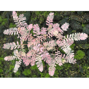 Phyllanthus urinaria pink variegata