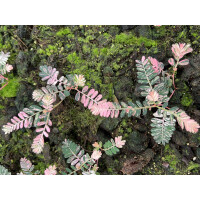 Phyllanthus urinaria pink variegata