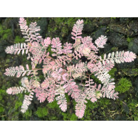 Phyllanthus urinaria pink variegata