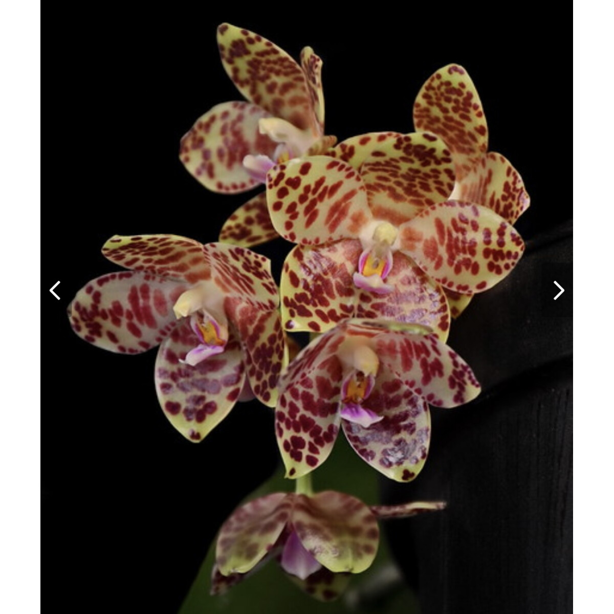 Phalaenopsis gigantea box