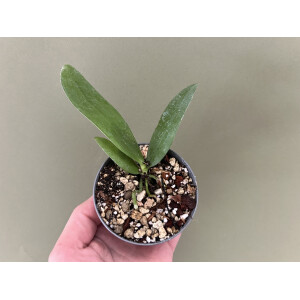 Phalaenopsis gigantea