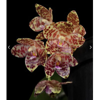 Phalaenopsis gigantea