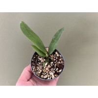 Phalaenopsis gigantea