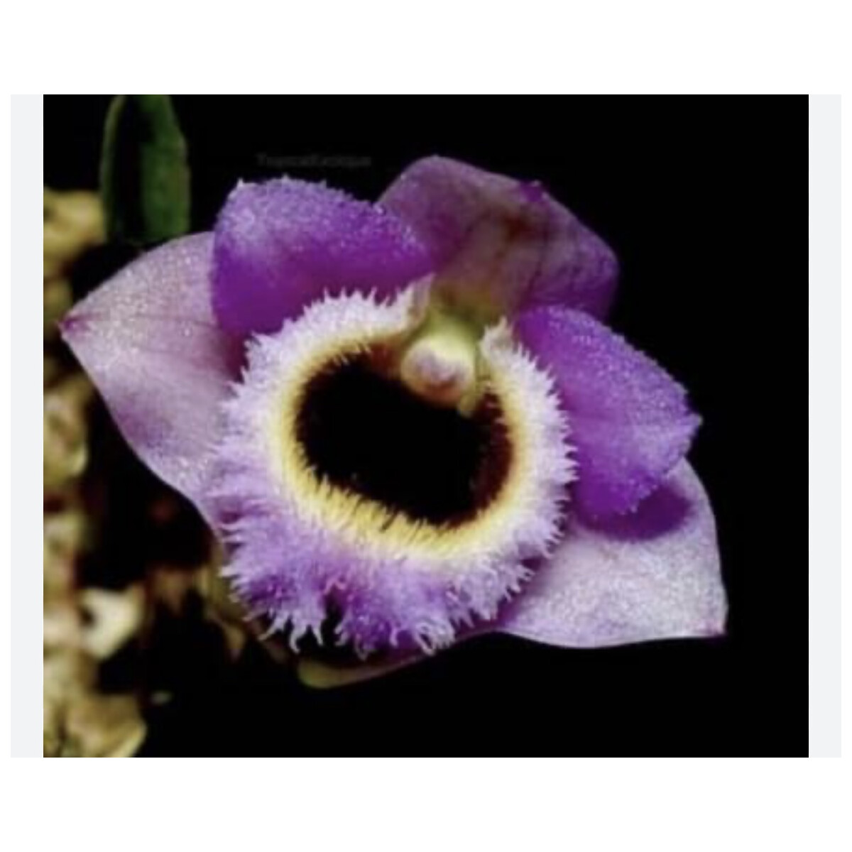 Dendrobium fuscifaucium