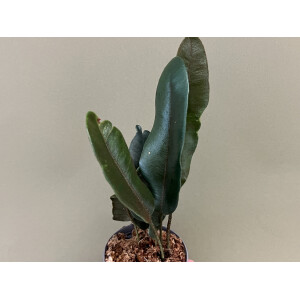 Elaphoglossum metallicum