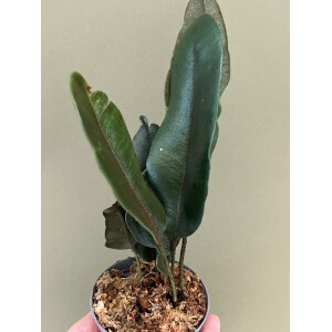 Elaphoglossum metallicum