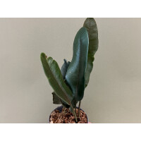 Elaphoglossum metallicum