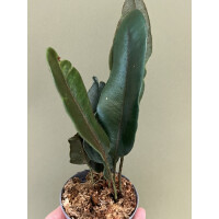 Elaphoglossum metallicum