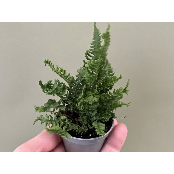 Doryopteris spec. Costa Rica