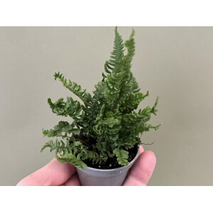 Doryopteris spec. Costa Rica