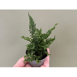 Doryopteris spec. Costa Rica