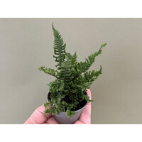 Doryopteris spec. Costa Rica