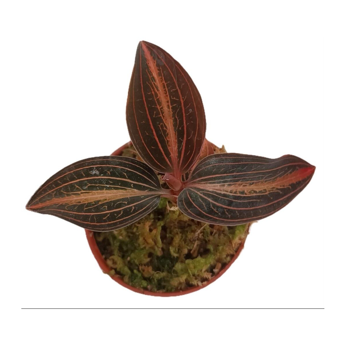 Ludisia discolor x A. siamensis