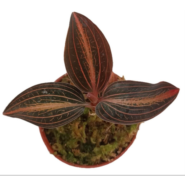 Ludisia discolor x A. siamensis