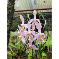 Paraphalaenopsis laycockii