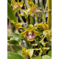 Dendrobium dedeksantosoi Rarität