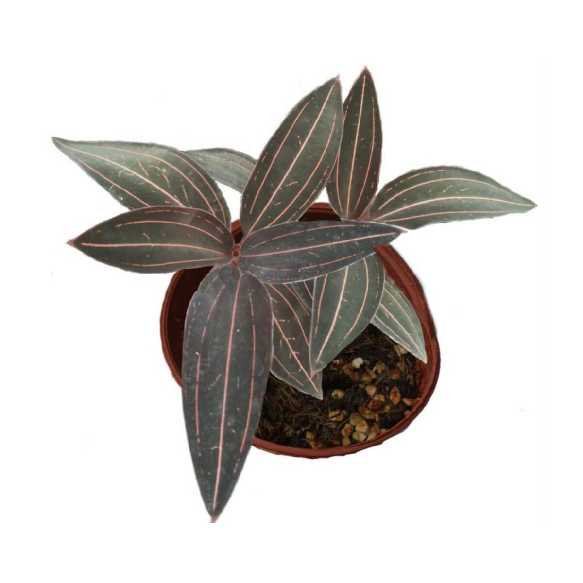 Ludisia Red Vein