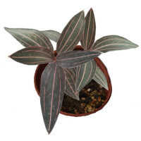 Ludisia Red Vein