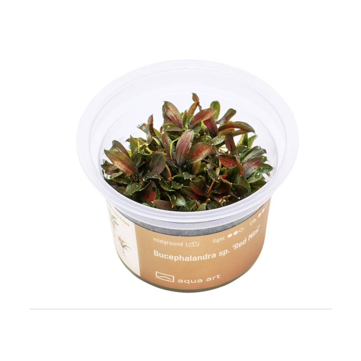 Bucephalandra Red Mini