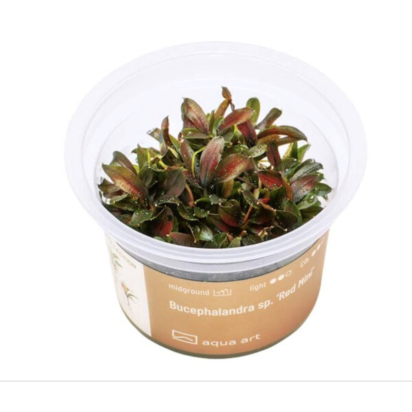 Bucephalandra Red Mini