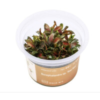 Bucephalandra Red Mini