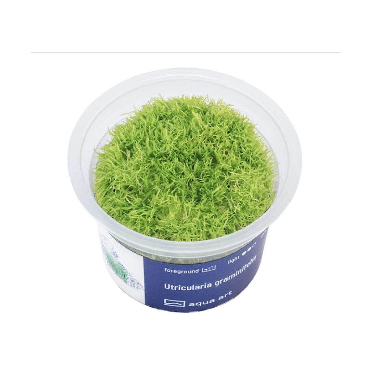 Utricularia graminifolia