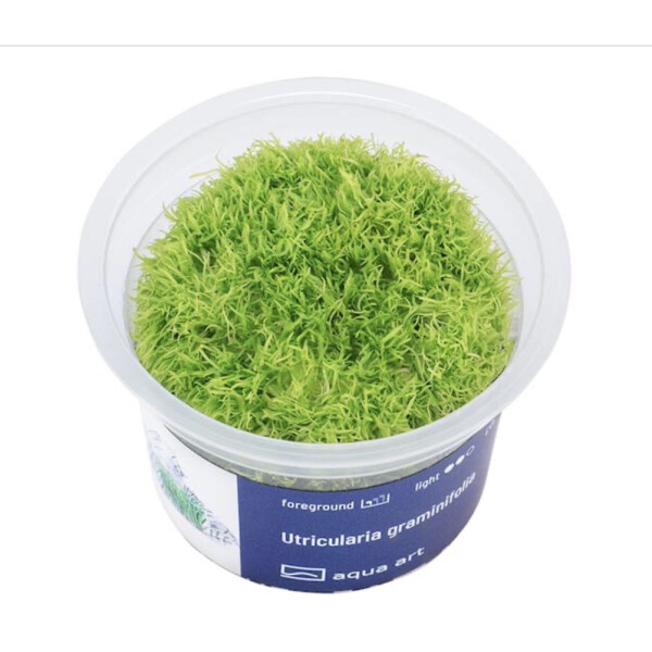 Utricularia graminifolia