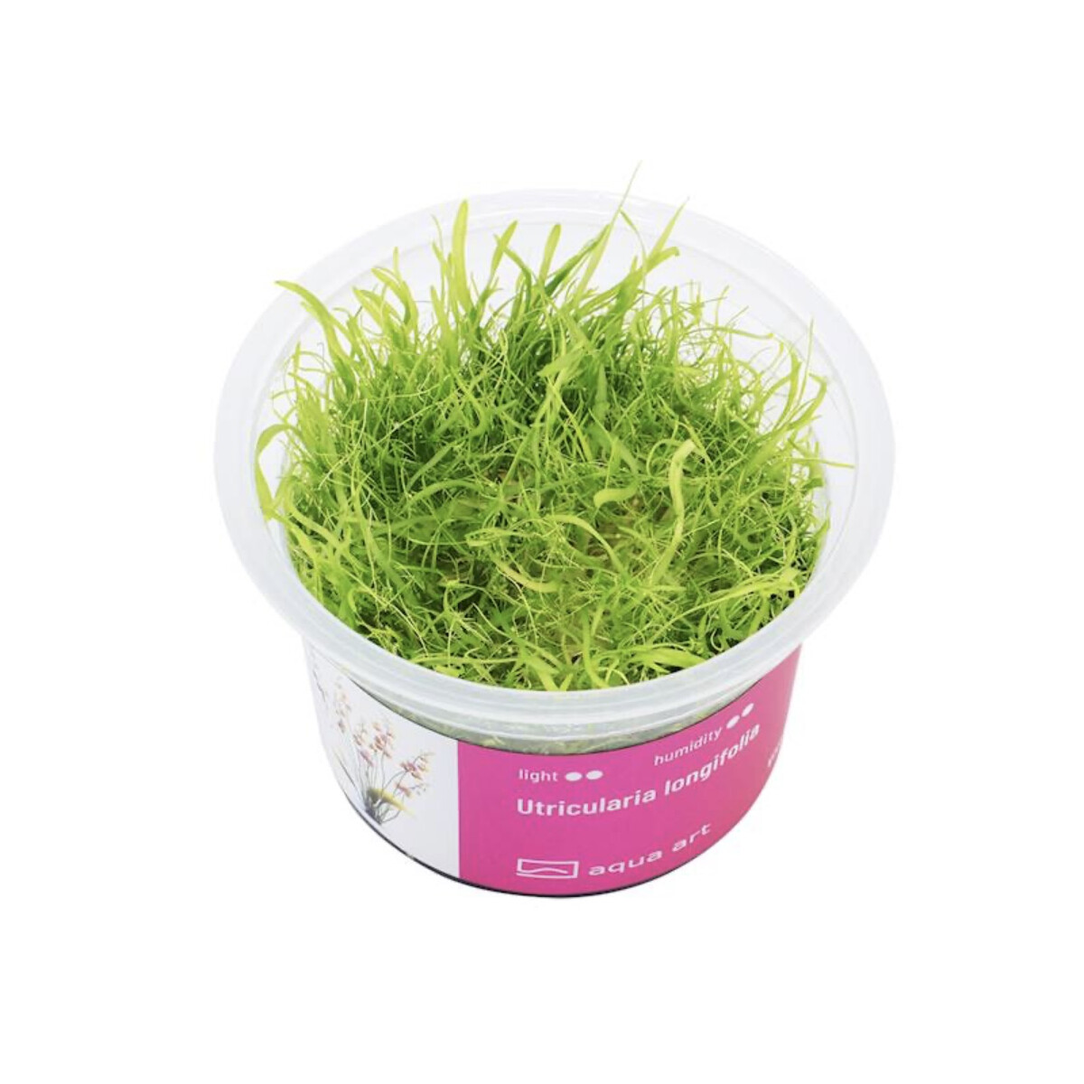 Utricularia longifolia box