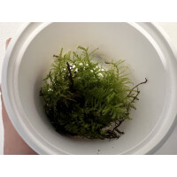 Eurhynchium praelongum Neuseeland Moos