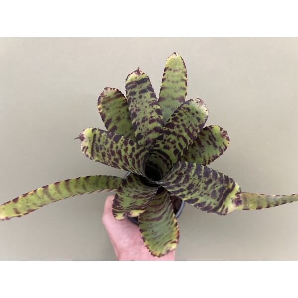Neoregelia clarissa x lilliputiana