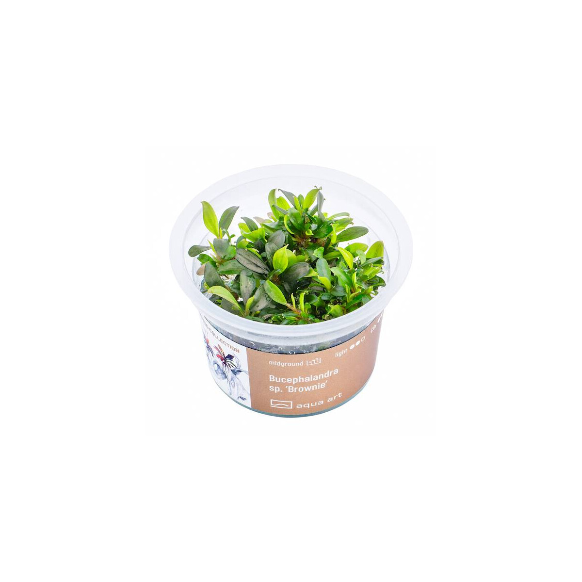 Bucephalandra spec Brownie