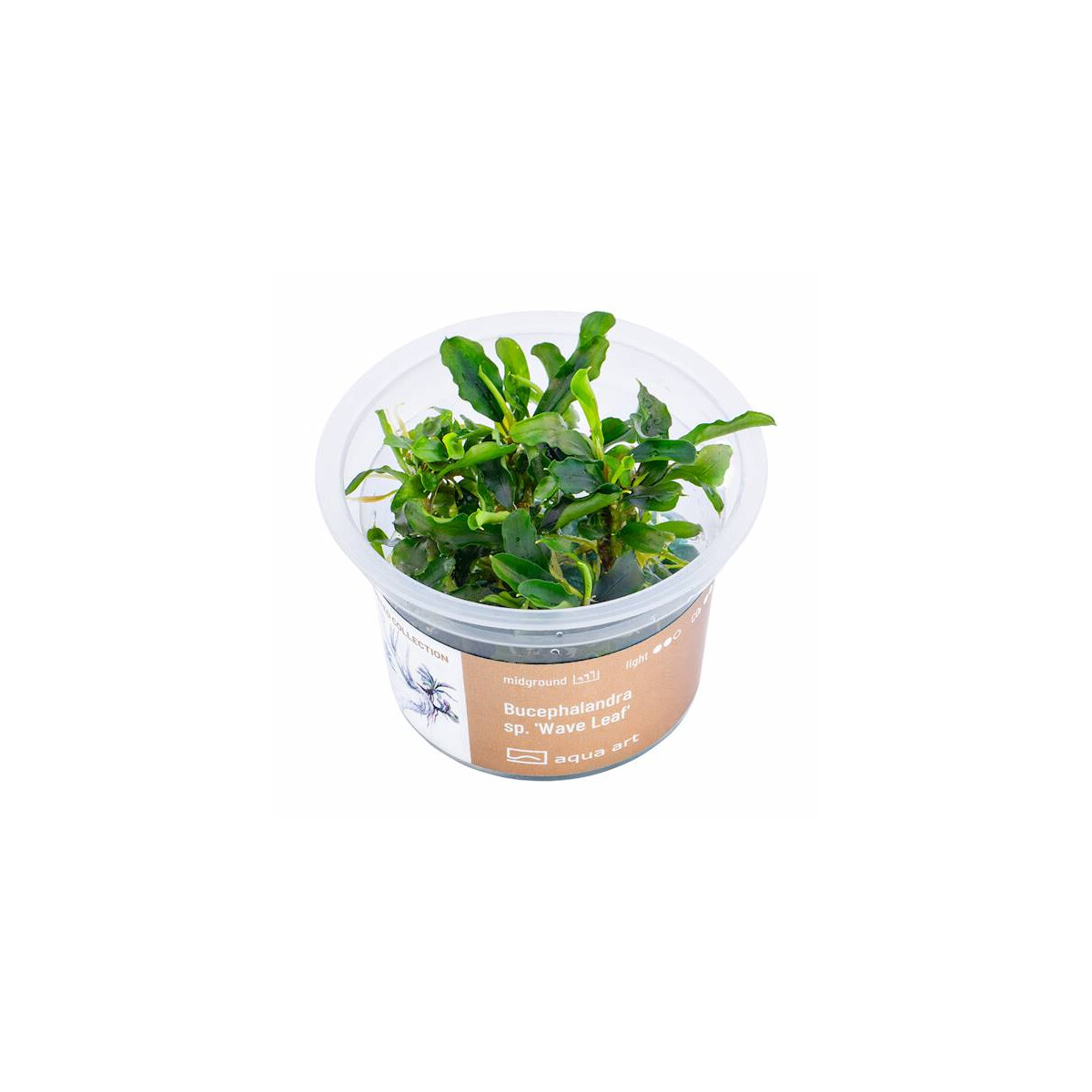 Bucephalandra spec  Wave leaf