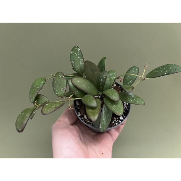 Hoya spec.  GPS 7240