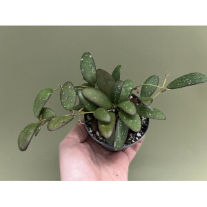 Hoya spec.  GPS 7240