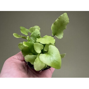 Asplenium scolopendrium