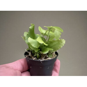 Asplenium scolopendrium